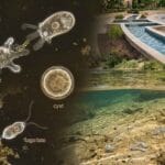 brain eating amoeba